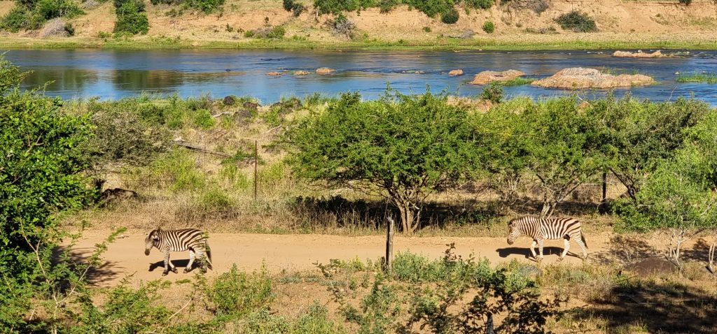 20250320_080013 Zebras on the trot